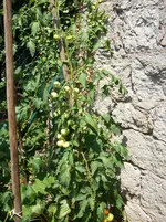 100_1331.webp