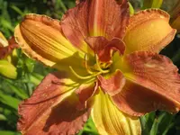 003.webp