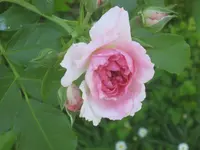004.webp