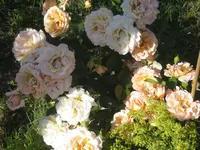 030.webp