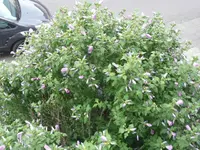 P1010203.webp