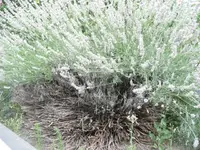 P1010200.webp