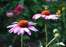 2 Brummer.webp