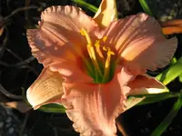 IMG_little monika_1024x768.webp