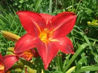 Scarlock_.webp