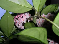 SDC11534.webp