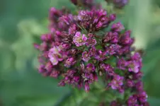 gefüllter Phlox.webp