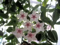 hoja.webp