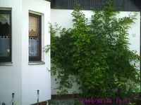 Trompete rot.webp