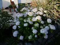 DSCF0385.webp