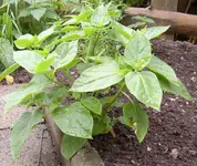 Wunderblume 13.07.10.webp
