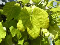 Bilder_15.07.2010 023.webp