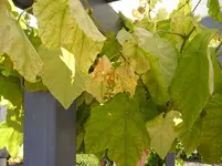Bilder_15.07.2010 024.webp