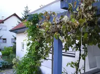 Bilder_19.07.2010 002.webp