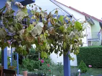 Bilder_19.07.2010 001.webp