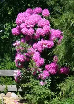 pinky in voller Blüte.webp