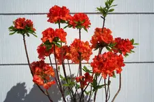 in voller Blüte.webp