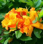 Sonia erste Blüten 24052010.webp