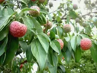 Erdbeerbaum 2 v.webp