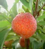 Erdbeerbaum Fruechte (2) v.webp