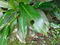 CIMG0995 (Small).webp