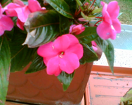 Blüte eines fleissigen Lieschen.webp