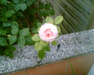 die Blüte gestern abend.webp