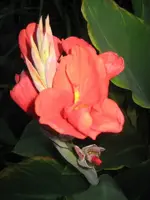 canna.webp