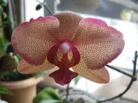 Orchidee.webp