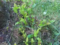 IMG00171-20100717-2014.webp