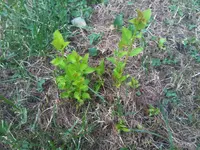 IMG00170-20100717-2013.webp