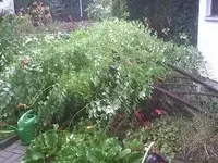 Sturm1.webp