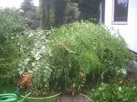 Sturm2.webp