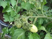Buschtomate2 21.07..webp