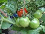 Cherrytomate2 21.07..JPG