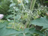 Gelbes Birnchen 21.07..webp