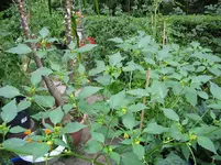 Tomatillo2 21.07..webp