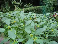 Tomatillo 1 21.07..webp