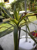DSCN0302.webp