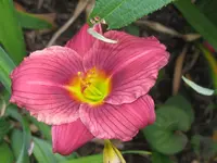 IMG_little grapette1_1024x768.webp