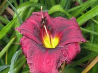 IMG_purple rain5_1024x768.webp