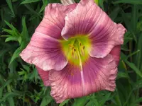 IMG_albert258.4_1024x768.webp