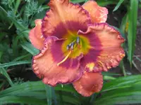 IMG_albert260.4_1024x768.webp