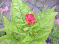Wunderblume.webp