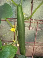 Burpless Tasty Green F1.webp