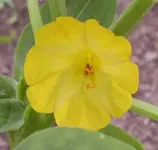 Wunderblume-gleb.webp