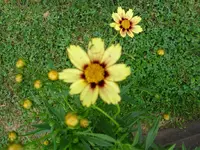 gelbe Unbekannte.webp