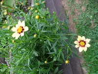 Unbekannte 2.webp