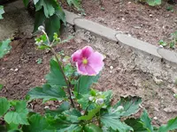 rosa.webp