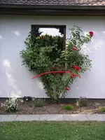 Rose schneiden.webp